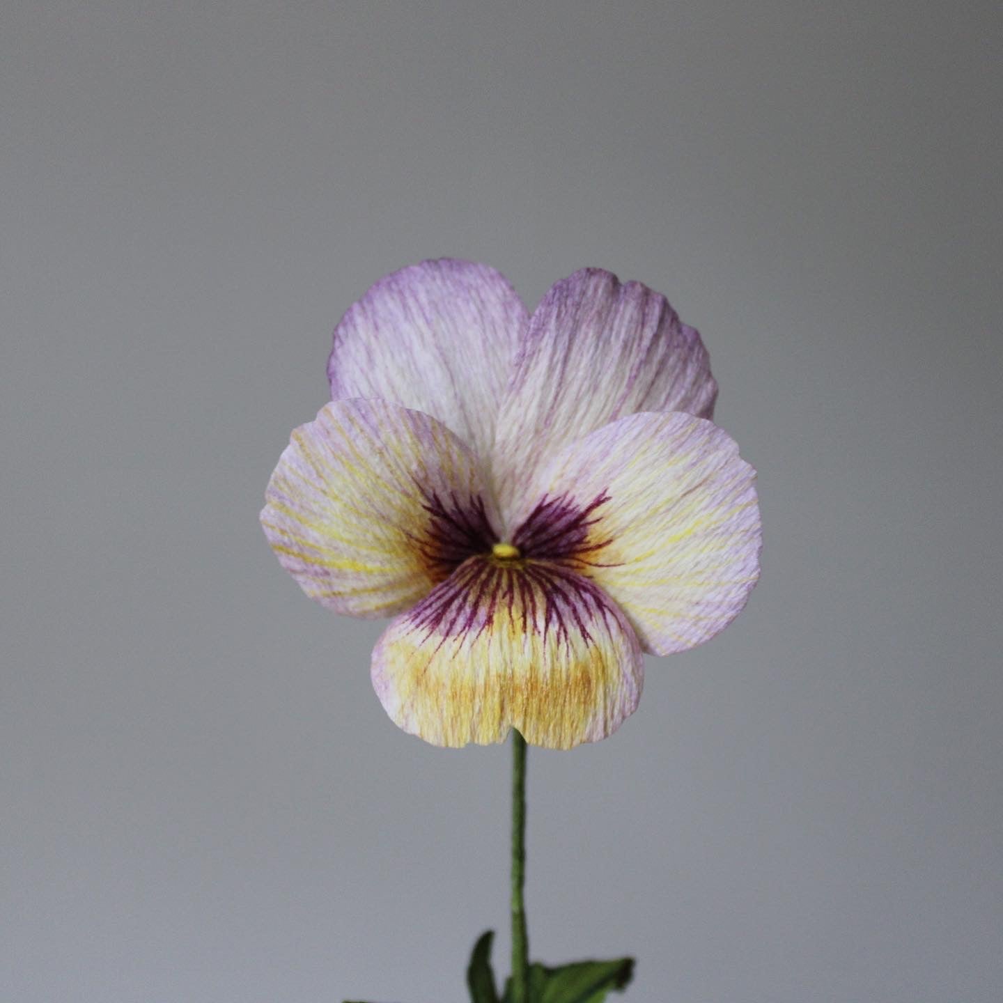 Pansy easy practice course on 28 January 