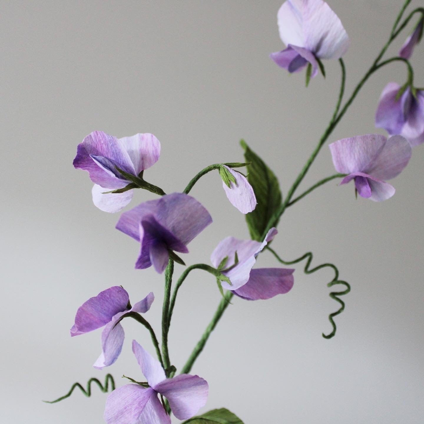 Pansy easy practice course on 28 January 