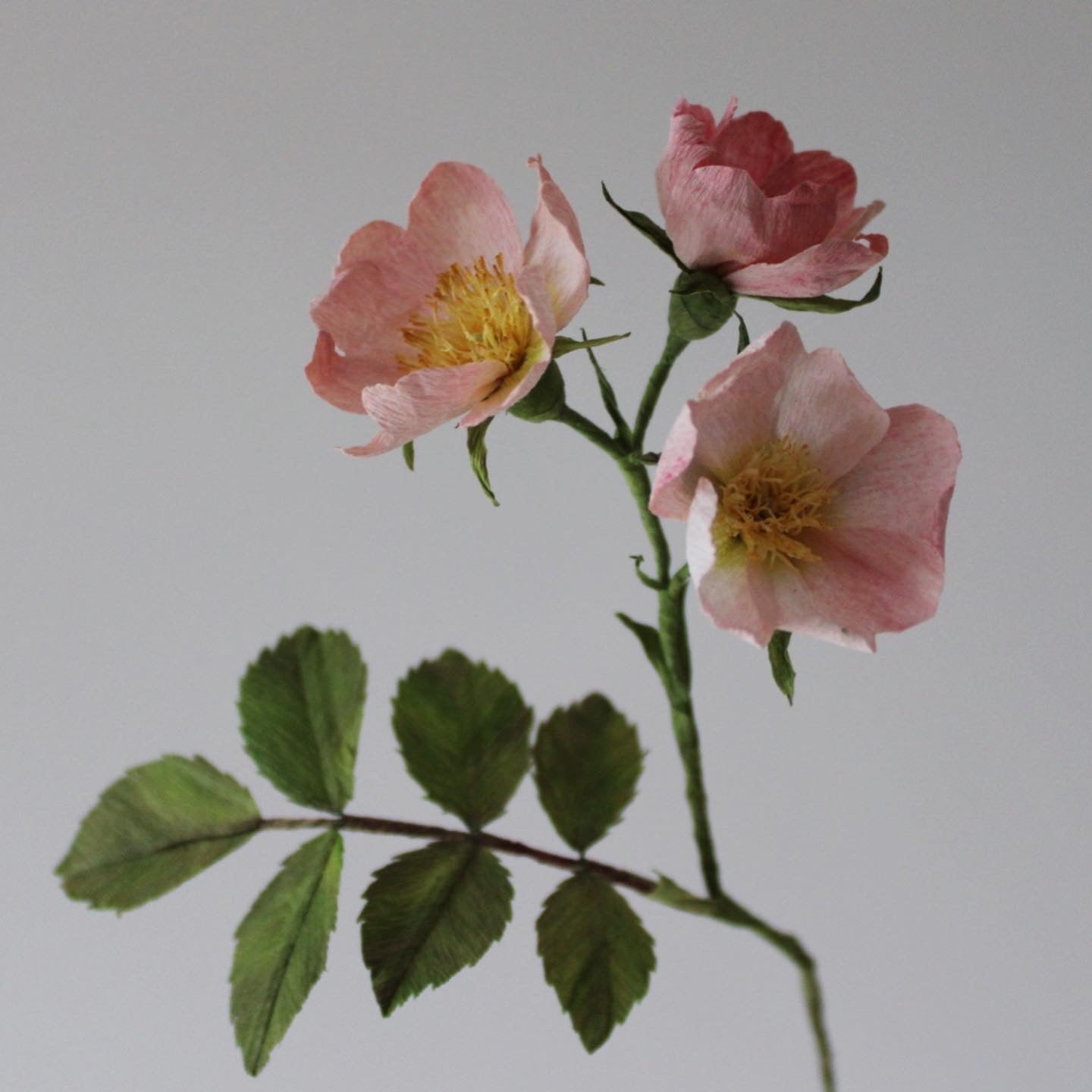 Lightly practiced Wild roses course on 27 August 