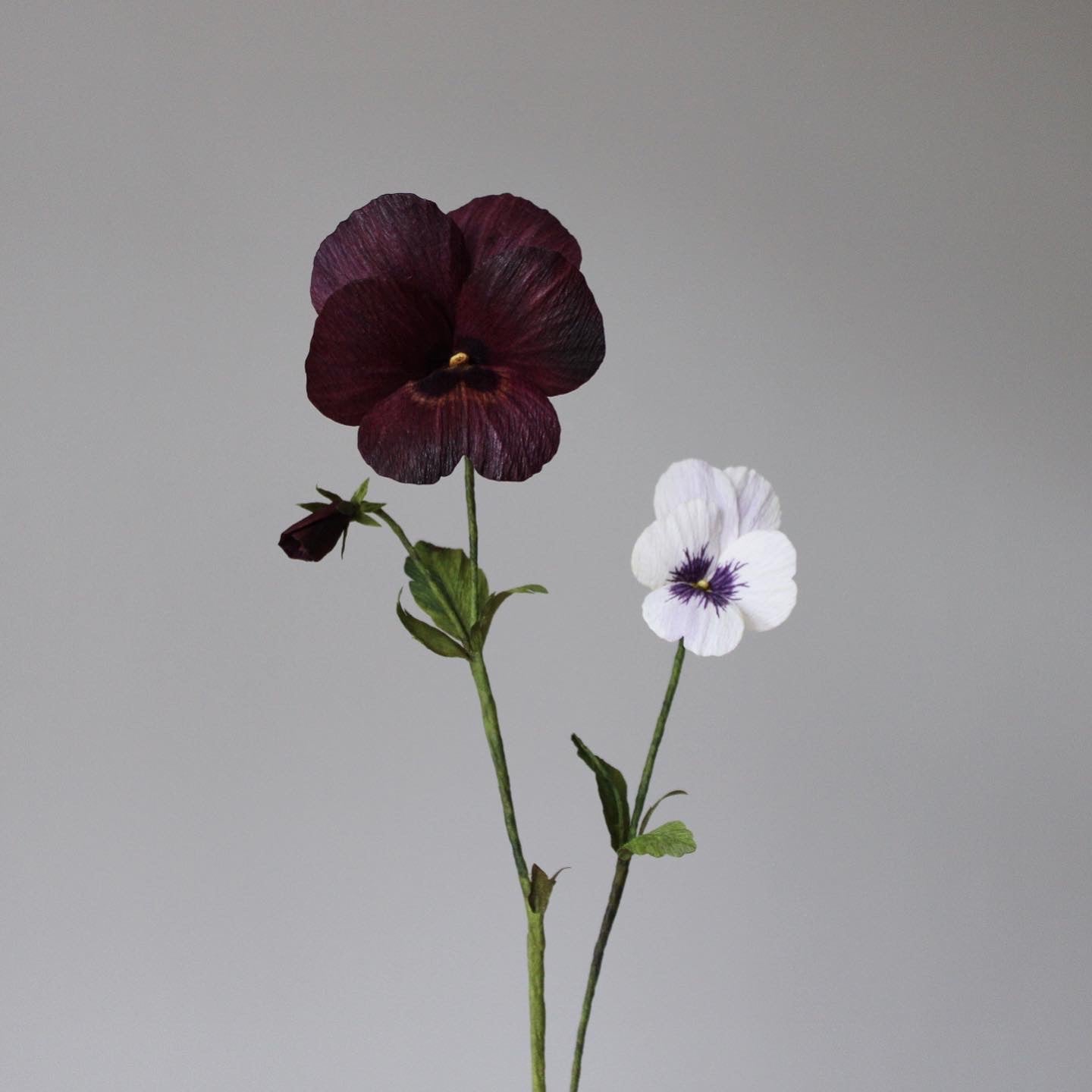 Pansy easy practice course on 28 January 