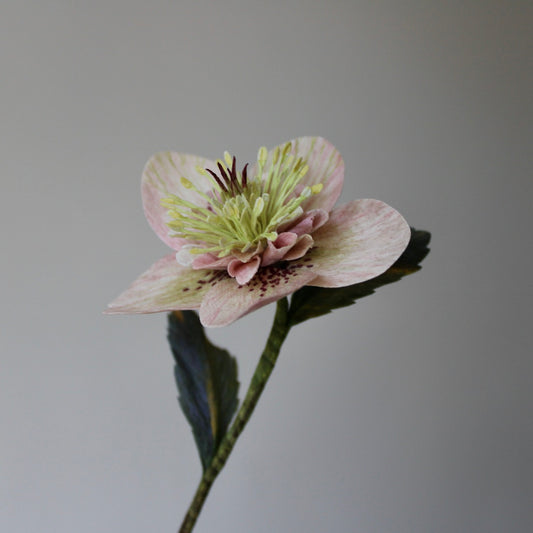 Lyserød hellebore