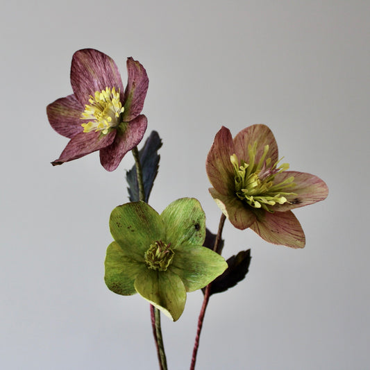 Hellebore bouquet: striped, purple and green 