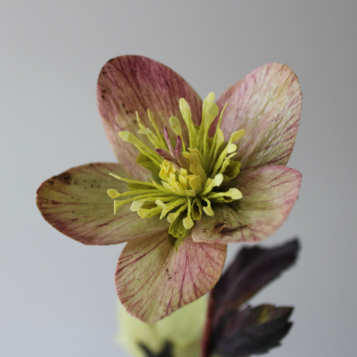 Hellebore bouquet: striped, purple and green 