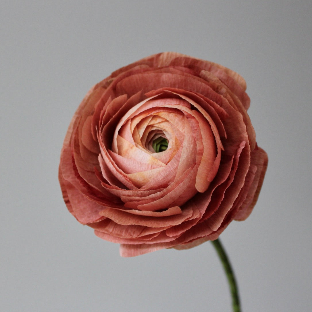 Paper Ranunculus Tutorial