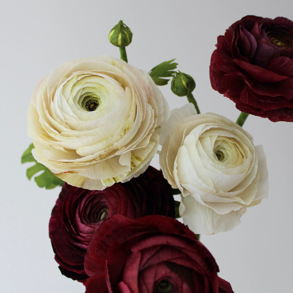 Paper Ranunculus Tutorial