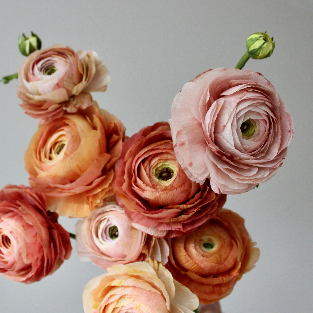 Paper Ranunculus Tutorial