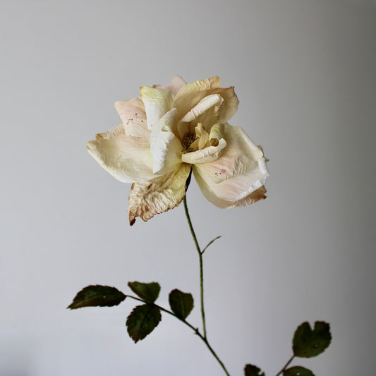 Rose beginner / beginning course on 28 January 